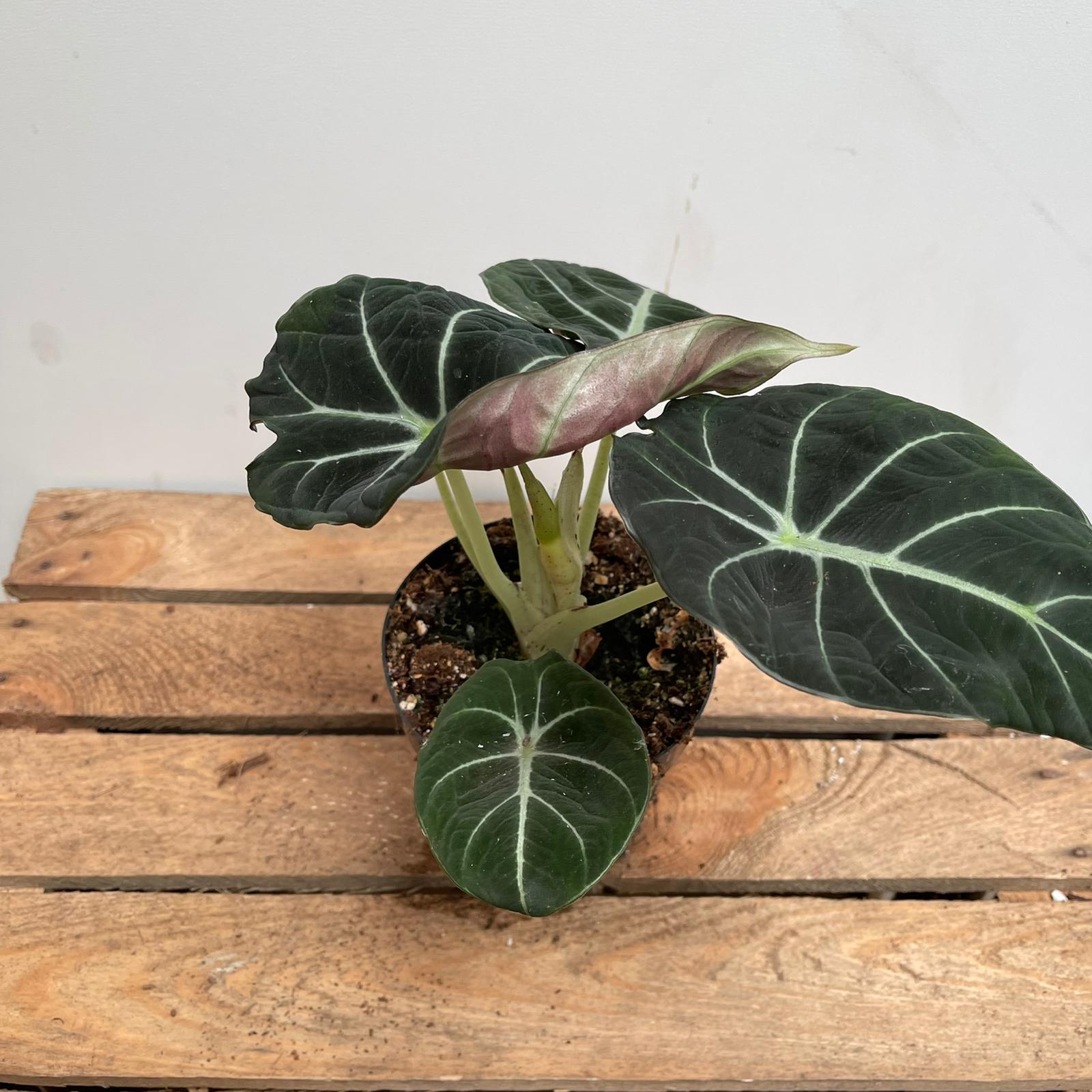 alocasia