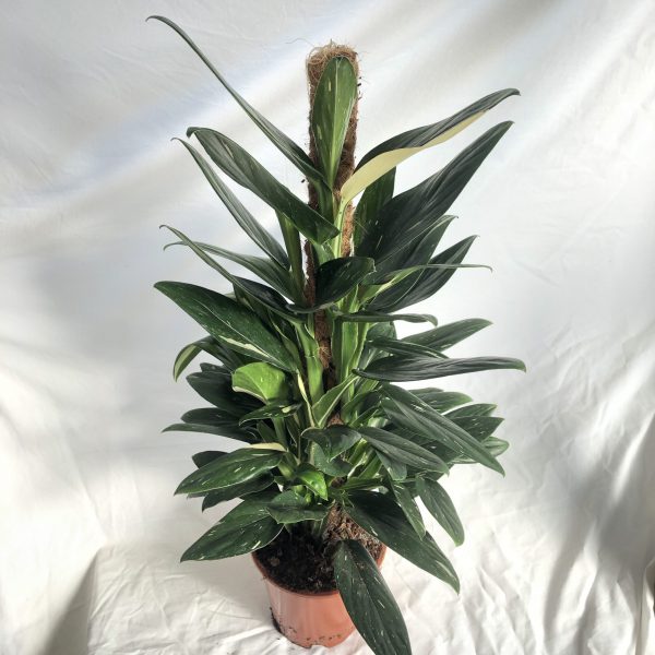Monstera Standleyana Albo/Cobra