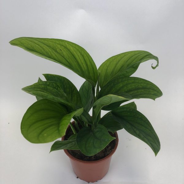 Monstera Pinnatipartita