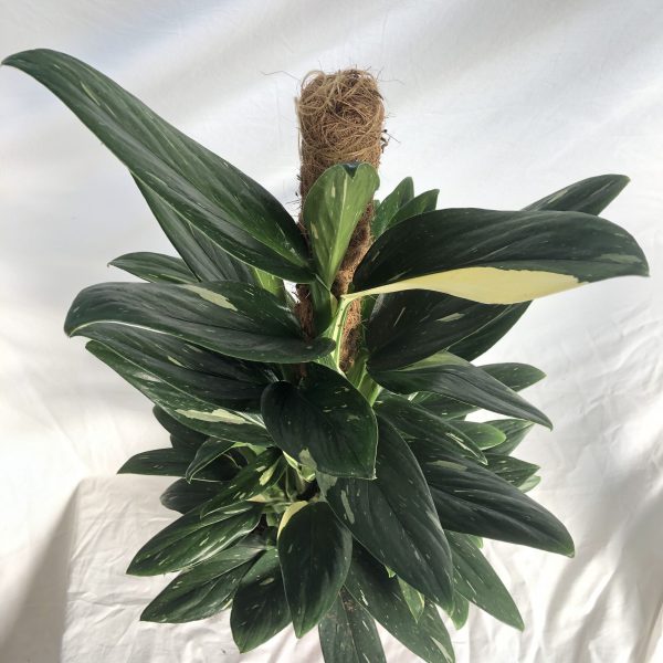 Monstera Standleyana Albo/Cobra