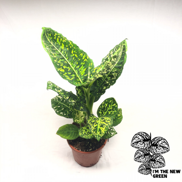 Dieffenbachia Reflector