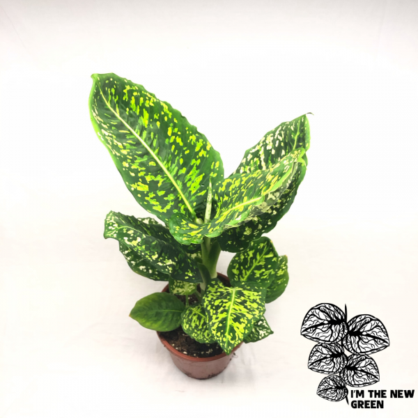 Dieffenbachia Reflector