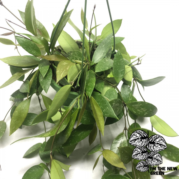 Hoya Memoria Gracilis
