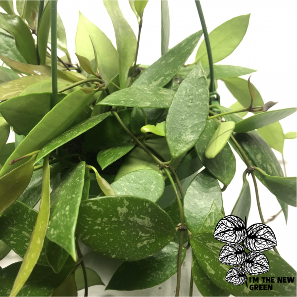 Hoya Memoria Gracilis