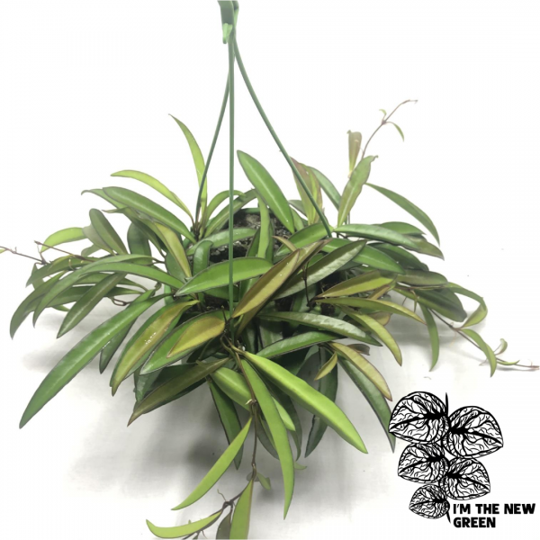 Hoya Wayetii