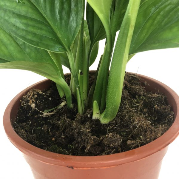 Monstera Pinnatipartita