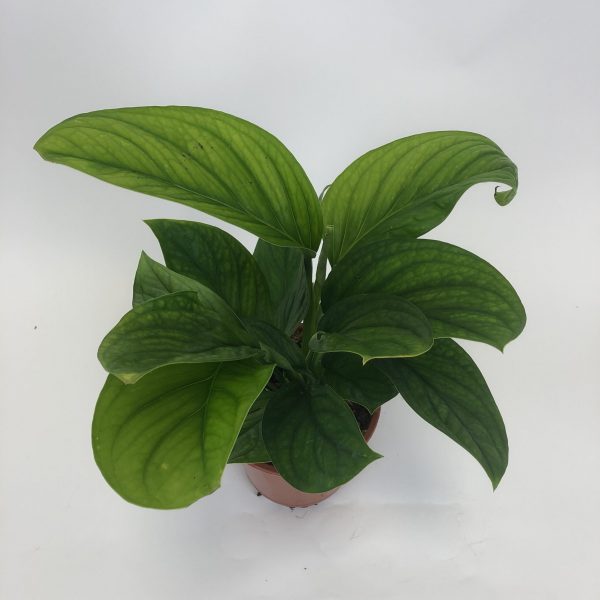 Monstera Pinnatipartita