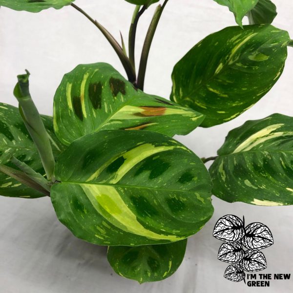 Maranta Kerchoveana Variegata