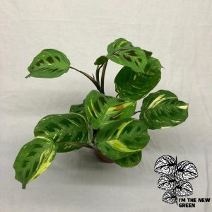 Maranta Kerchoveana Variegata