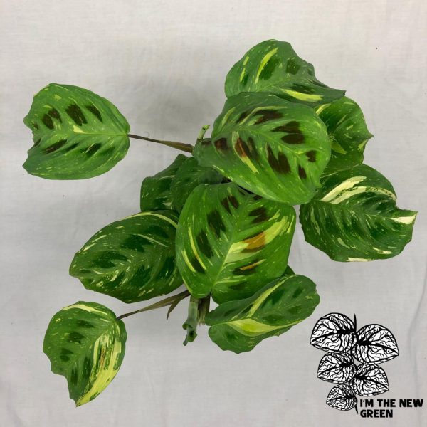 Maranta Kerchoveana Variegata