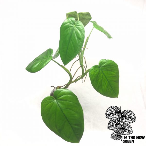 Syngonium Chiapense cutting