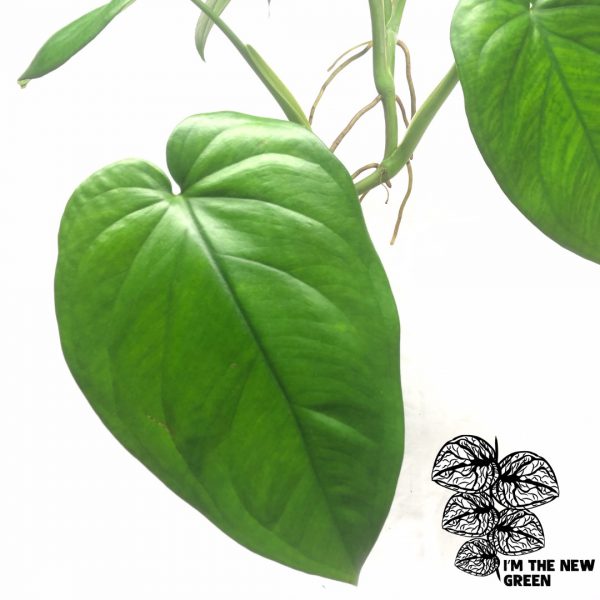 Syngonium Chiapense cutting