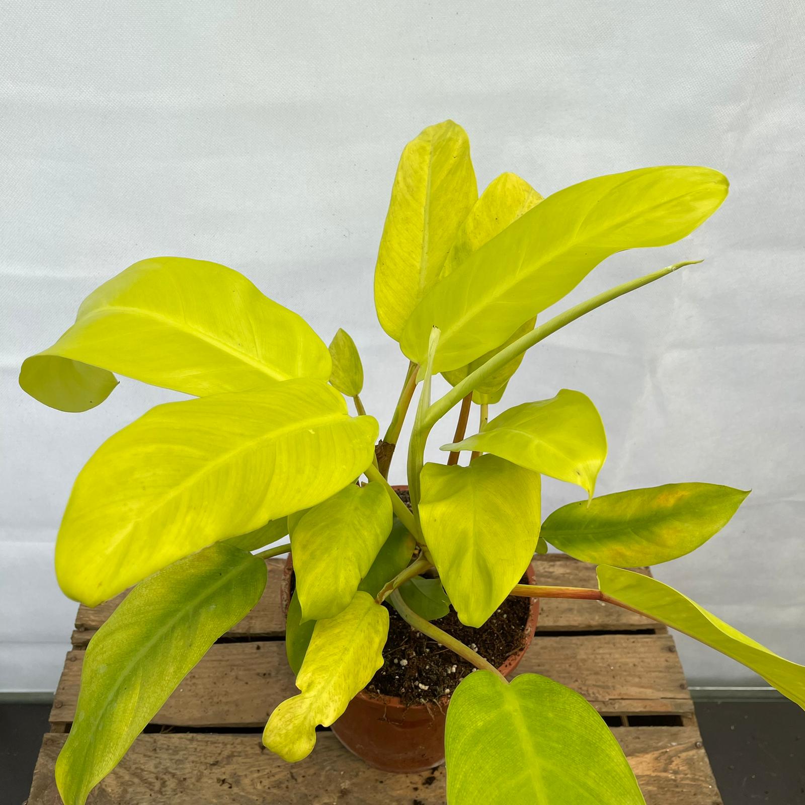 philodendron